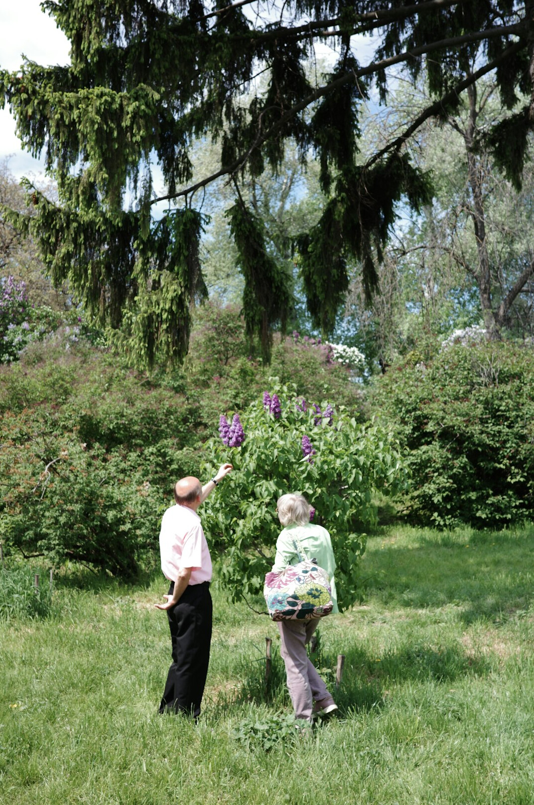 senior community garden scene